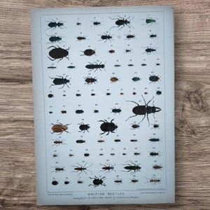 May include: A vintage-style rectangular print titled BRITISH BEETLES, featuring a grid of numerous small, detailed illustrations of various beetle species in black, brown, and blue tones, each labelled with a small number on a light grey background.