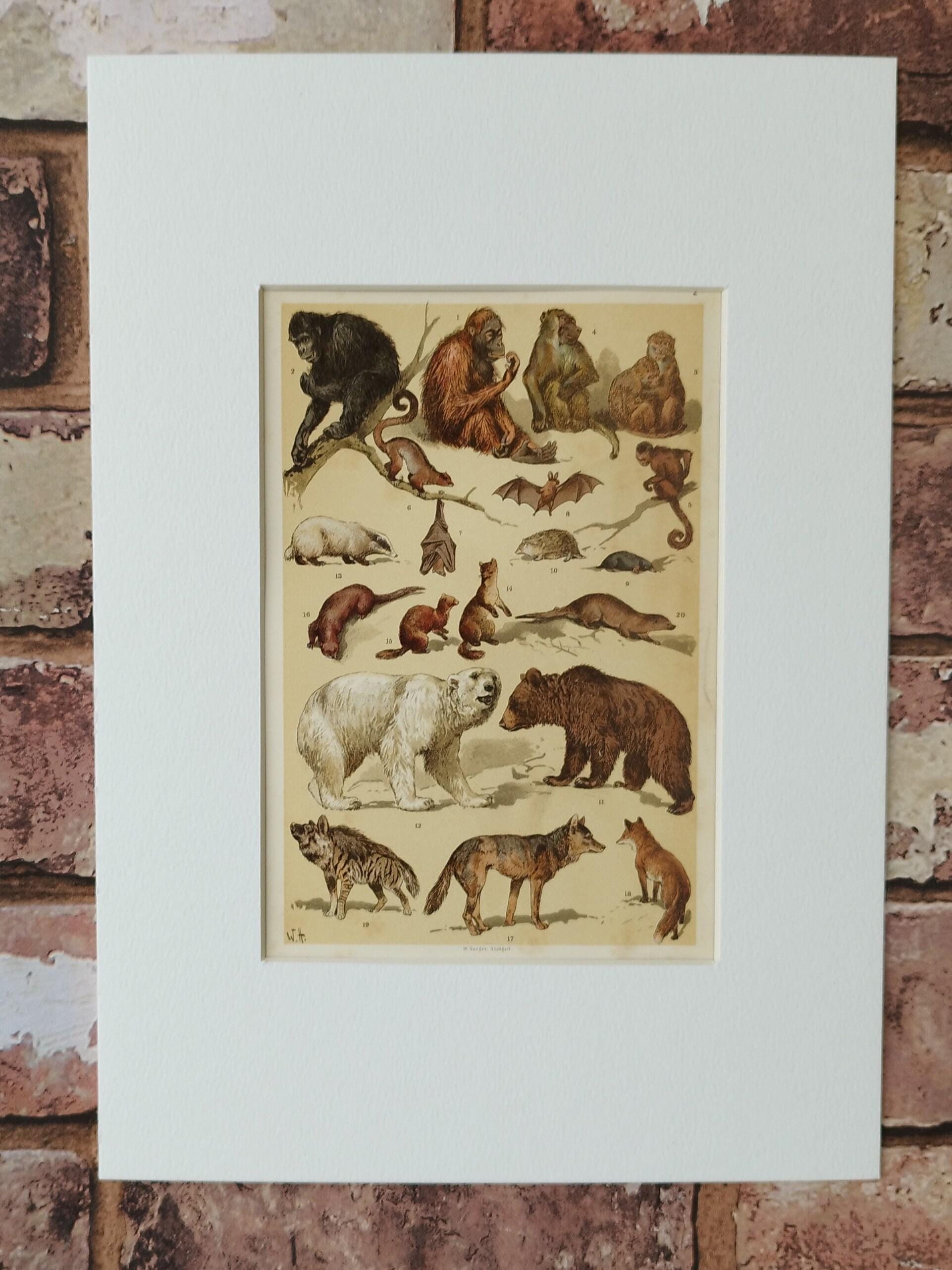 Pair of Antique 1906 Natural History Animals Mammals Book Print