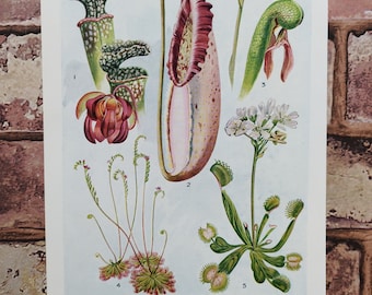 Vintage 1950s Insectivorous Plants Book Print Lithograph Picture - Insect Fly Eating Plant Species Diagram - Carnivorous Pitcher Plants Art