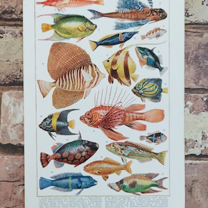Original antiker 1920er Jahre Tropischer Aquarienfisch-Buchdruck, Fische-Lithographie, Arten des exotischen Ozeanfisch-Bild-Wand-Kunst-Dekorgeschenks