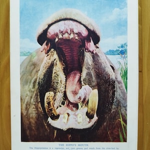 Autentico libro d'epoca degli anni '30 The Yawning Hippopotamus, stampa pagina immagine, bocca, denti e lingua dell'ippopotamo, ippopotamo che sbadiglia, divertente arte murale