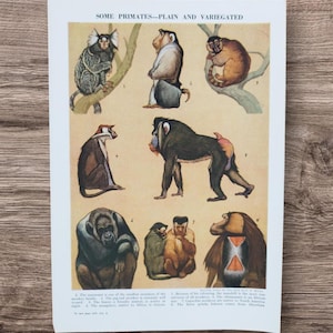 本物のヴィンテージ 1950 年代 霊長類 サル 類人猿 動物ブックプリント写真、マーモセット キツネザル マンドリル チンパンジー サル 壁アート 装飾 ギフト