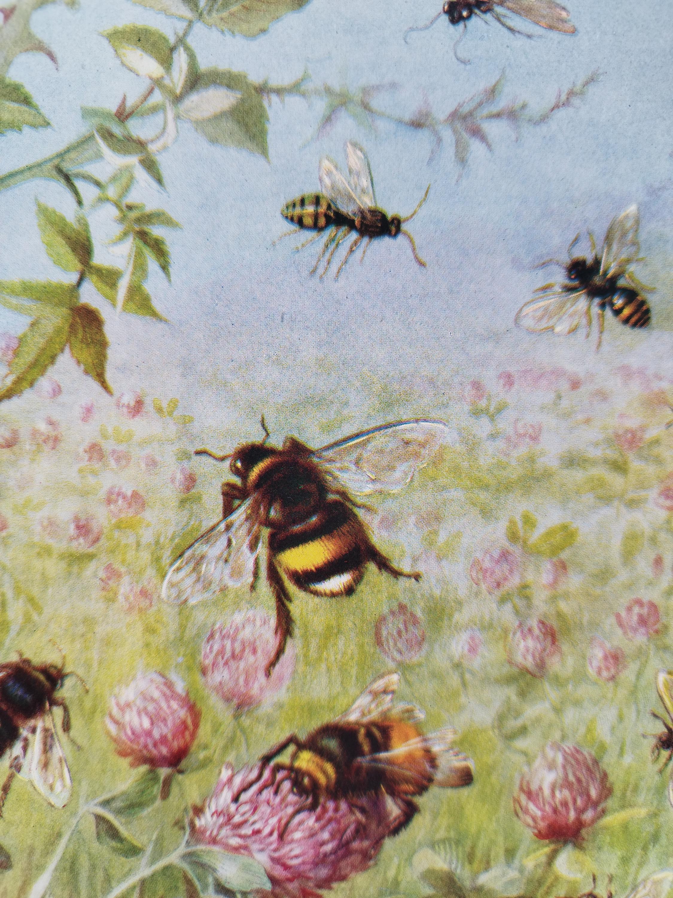 Vintage 1950s Bee Print Book Picture Lithograph : Honey Bees , Wasps ...