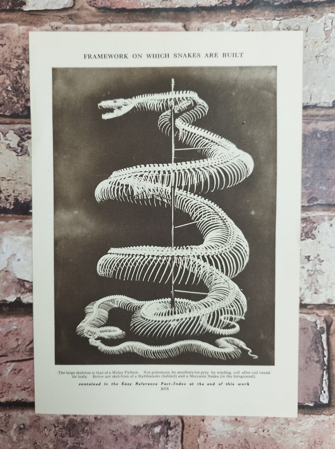 Original 1930s Malay Python Snake Skeleton Book Print Picture , Snakes ...