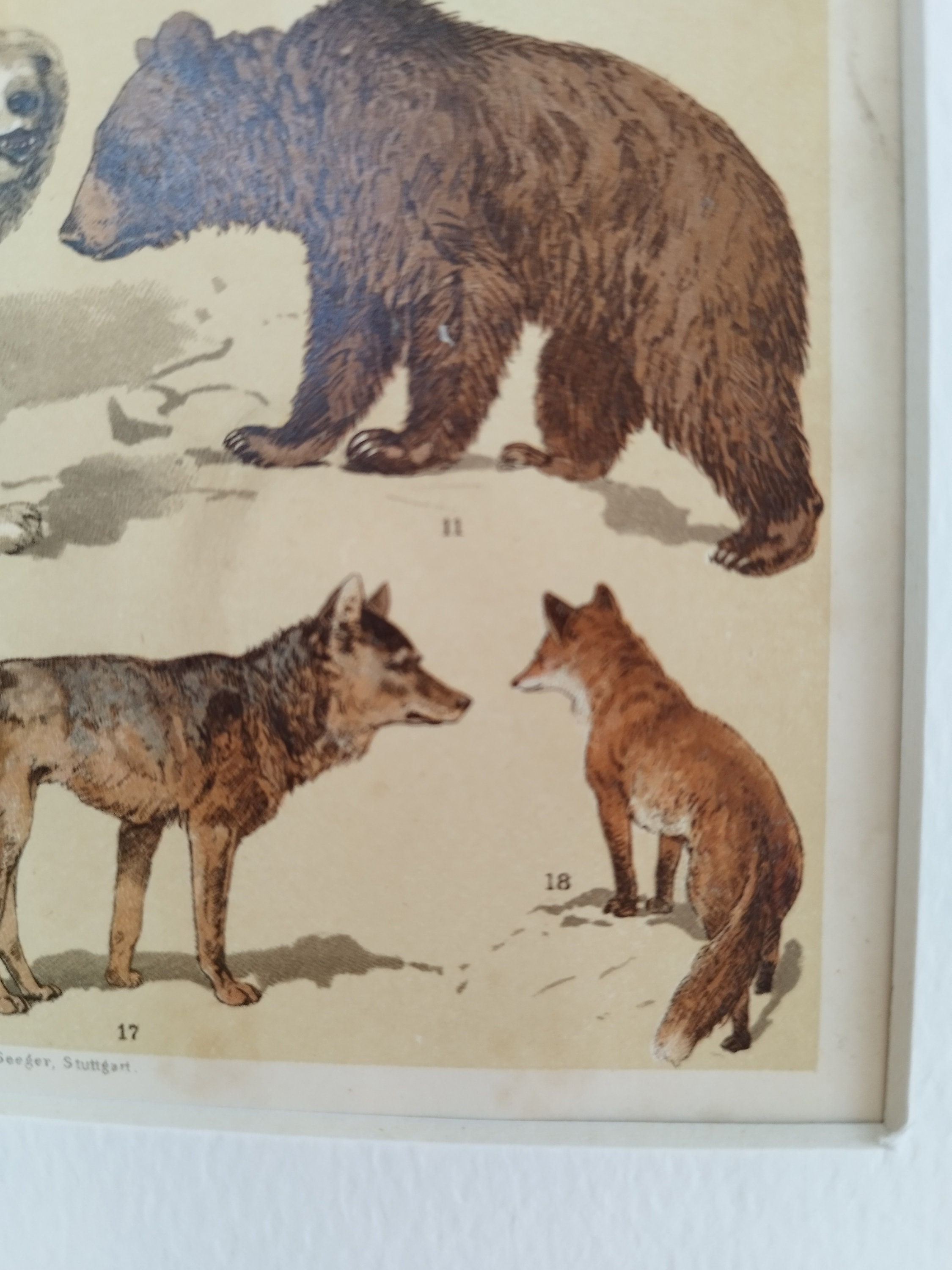 Pair of Antique 1906 Natural History Animals Mammals Book Print