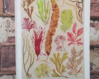 Original Vintage 1950s Algae Seaweed Book Print Illustration Picture - Types of Seaweeds Botanical Sea Plants Wall Art - Bathroom Decoration
