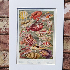 Antique Tropical Fish Print: 1910 Victorian Sea Life Illustration