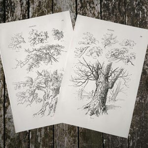 Pair of genuine Victorian antique 1890s Tree Sketch Black and White Drawings Book Print Pictures , British Trees Diagram Wall Art Gift