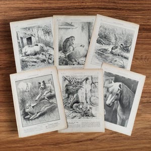 Puede incluir: Un conjunto de páginas de libros antiguos con ilustraciones en blanco y negro de animales. Las imágenes incluyen un oso, un mono, patos, un perro y un conejo, un caballo y zorros. Las páginas están dispuestas sobre una superficie de madera.