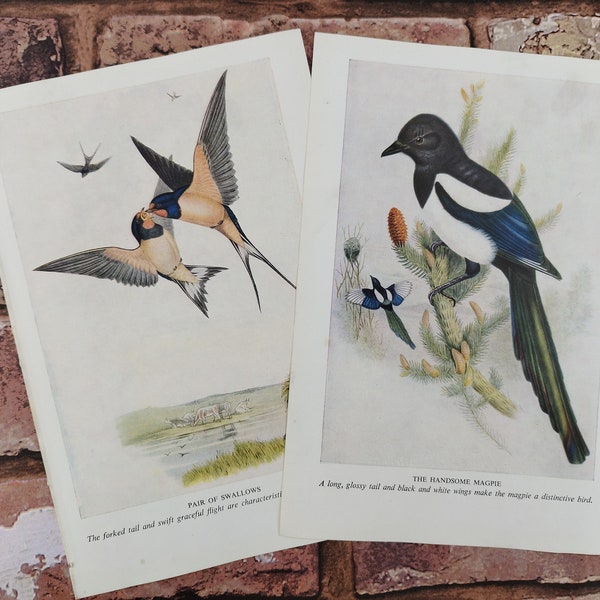 Vintage 1940s British Wild Birds Lithographs ornithology, Pair of Magpies Swallows Cuckoo Stockdoves bird book illustration prints wall art