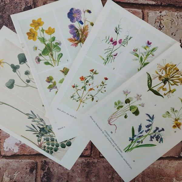 Vintage jaren 1940 Britse gemeenschappelijke wilde bloemen en planten Lithografie set van 4, Botanische boekafdrukken, Platteland Bloemenfoto's, Daisy Ivy