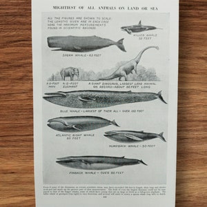 Illustrazione originale di stampa di libro vintage degli anni '50 raffigurante balene e dinosauri, i più grandi mammiferi terrestri e marini, arte murale con balene azzurre e megattere.