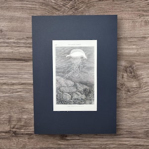 Puede incluir: Una impresión en blanco y negro enmarcada de una ilustración de medusas. La impresión, titulada "The Water World", representa una medusa con largos tentáculos cerca de un fondo marino rocoso. La impresión está enmarcada en un marco azul oscuro.