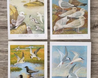 Möwen, Seeschwalben und andere Möwenarten – Vintage-Buchdrucke aus den 1960er Jahren, 4er-Set Vogelillustrationen zum Einrahmen, Sturmmöwe, Weißflügel-Seeschwalbe