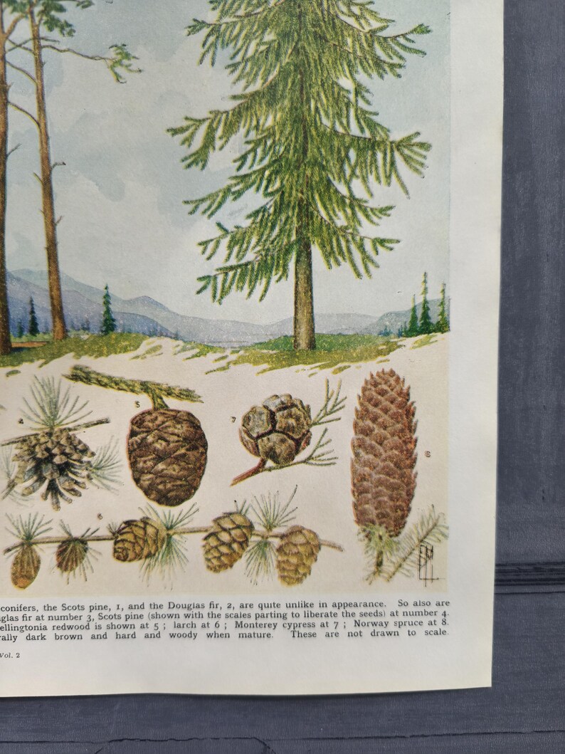 Pinnees Genuine Vintage 1950s Conifers and Their Seed Carrying Cones Book Print ...