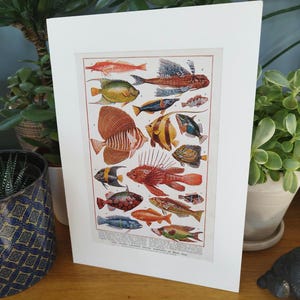 Original antikes 1930er Jahre Tropischer Aquarium Fisch Buch Druck Bild in A4 Elfenbein Passepartout Seltsame und wunderbare Fische der Weltmeere Wandkunst