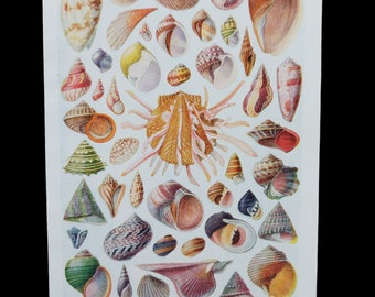 Shell Collecting: An Illustrated History - Kristalle, est. 1971