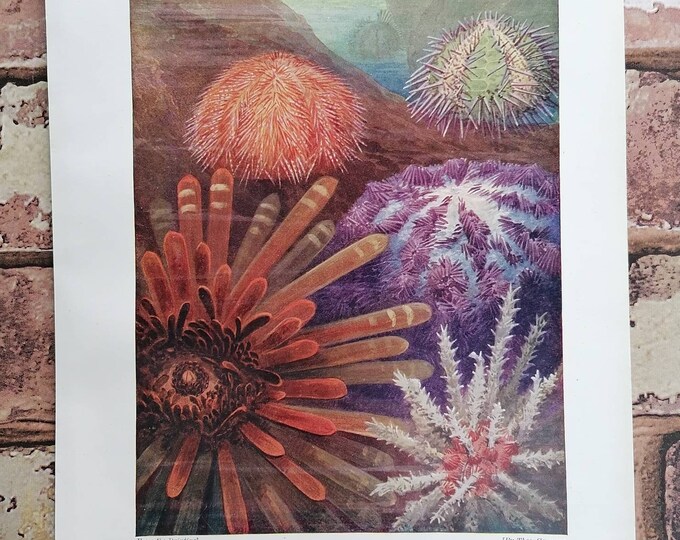 Original Antique 1920s Sea Urchins From Around the World Book Page ...