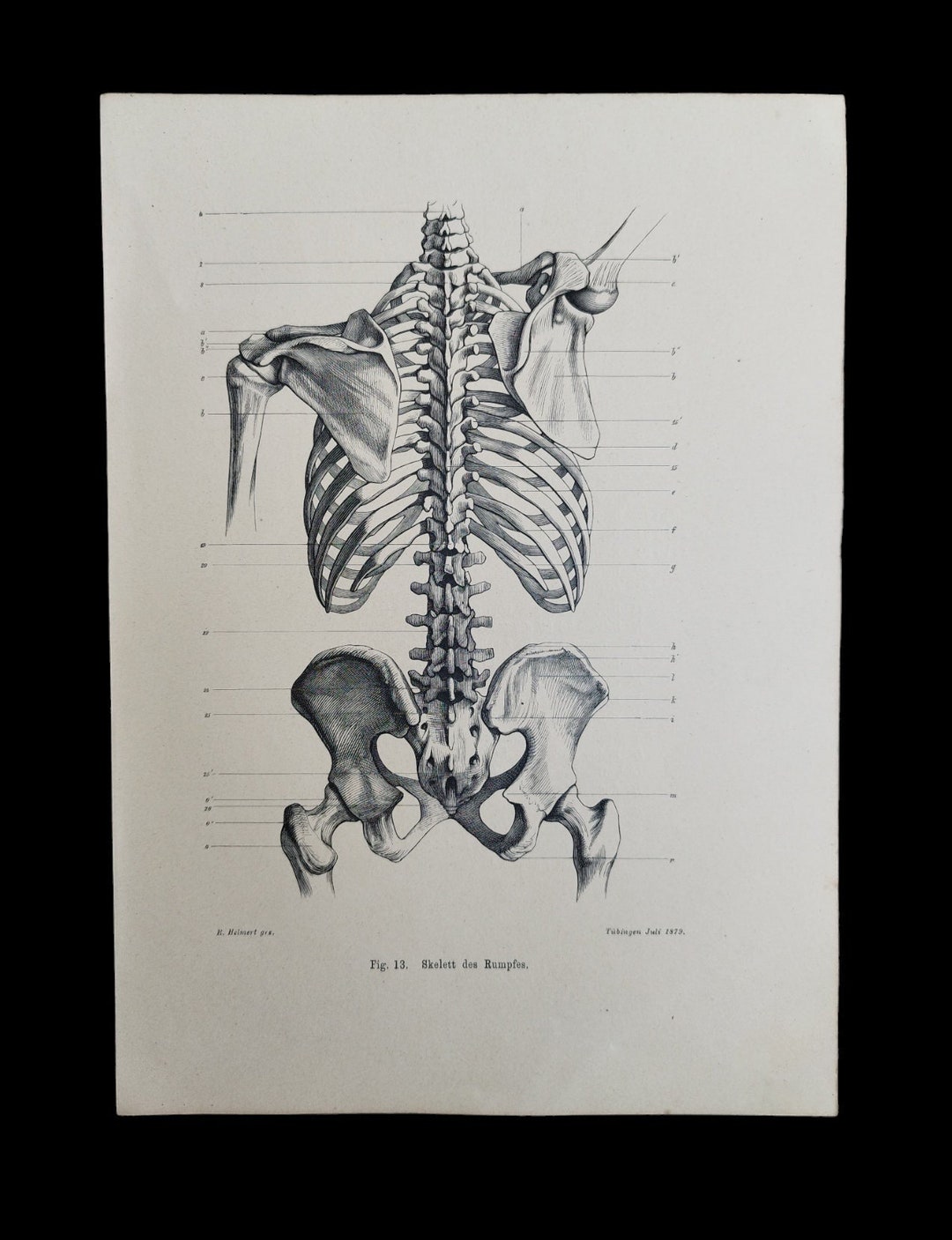Original Antique 1899 German Skeleton Anatomy Human Male Trunk Book Original Antique 1899 German Skeleton Anatomy Human Male Trunk Book