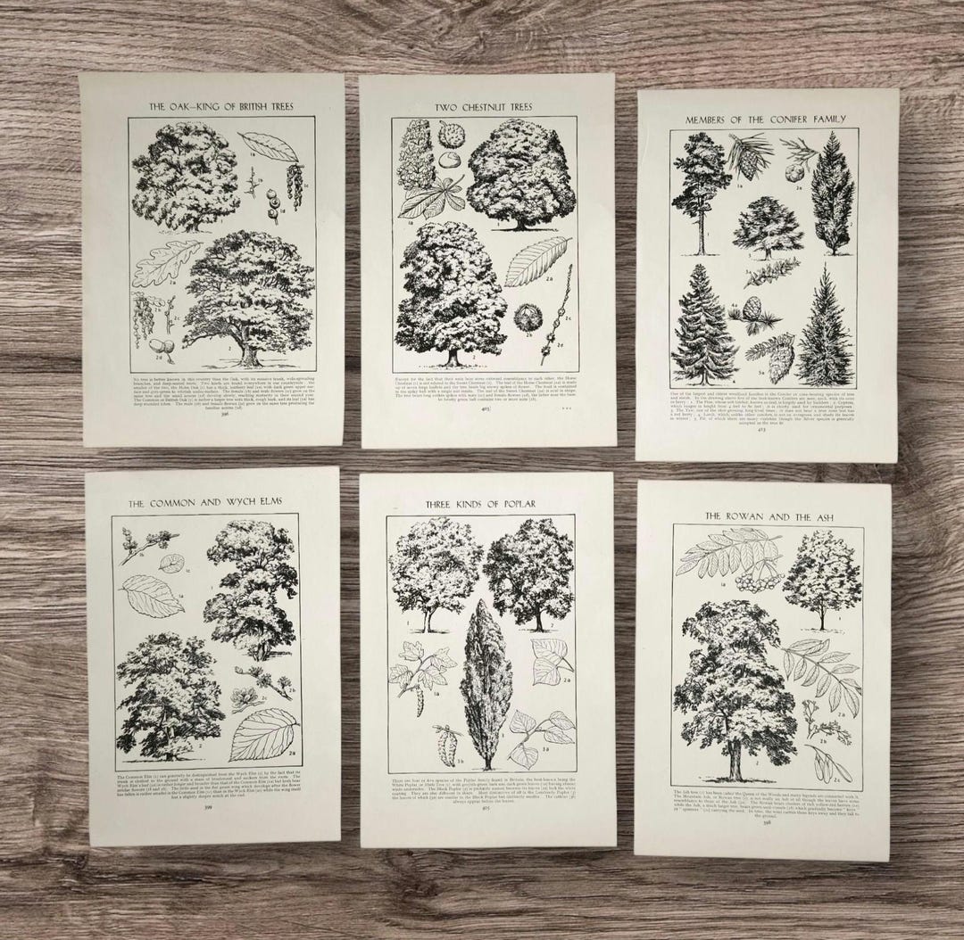 Set of Vintage 1950s British Trees Book Print Lithograph Pictures ...