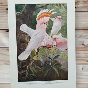 Original Antique 1910 Leadbeaters Cockatoos and Kaka Parrots Double Sided Book Page Illustration Lithograph - Tropical Birds Painting Art
