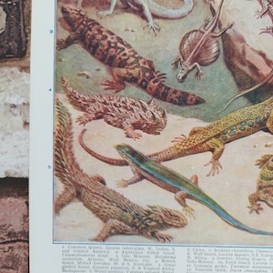 Vintage 1930s Lizards Book Print Picture , Exotic Reptiles Lovers Wall Art Gift , Iguanas , Flying Dragon , Chameleons , Lizard , Monitors image 10