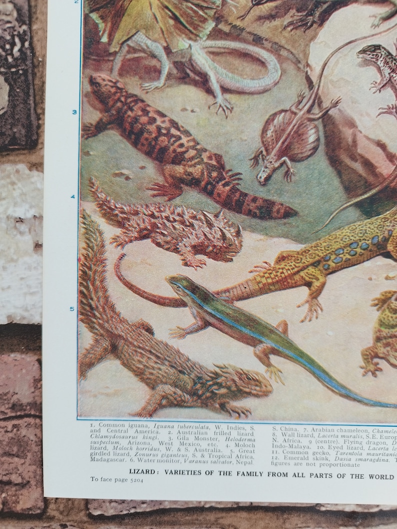 Vintage 1930s Lizards Book Print Picture , Exotic Reptiles Lovers Wall Art Gift , Iguanas , Flying Dragon , Chameleons , Lizard , Monitors image 10