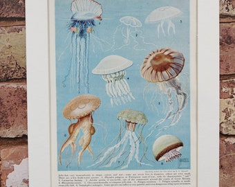 Vintage 1950s Sea Jellies Jellyfish Book Print Picture in A4 Size Mount , Ready to Frame , Floating invertebrates Sea Creatures , Jelly Fish