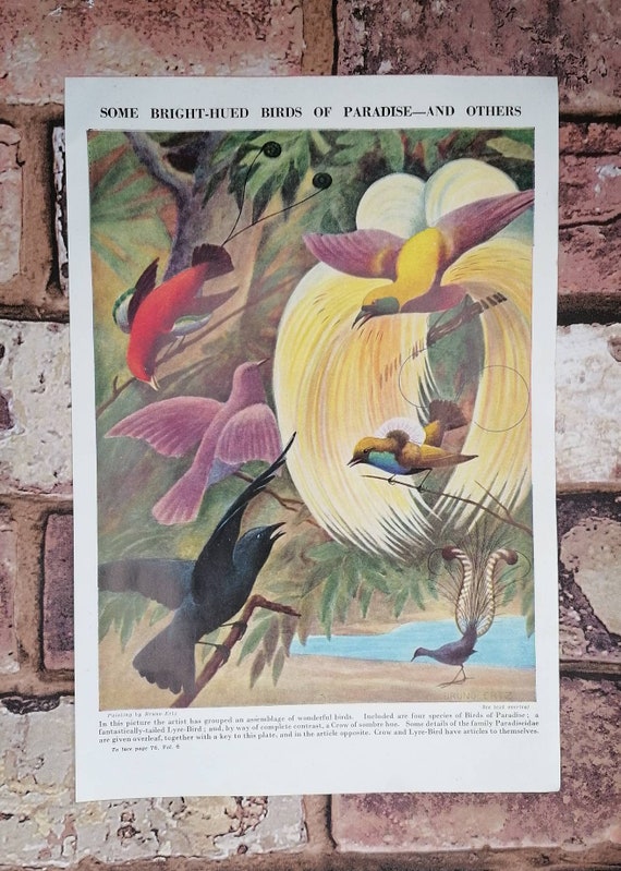 Species of Bird in Which the Male Has a Fantastically