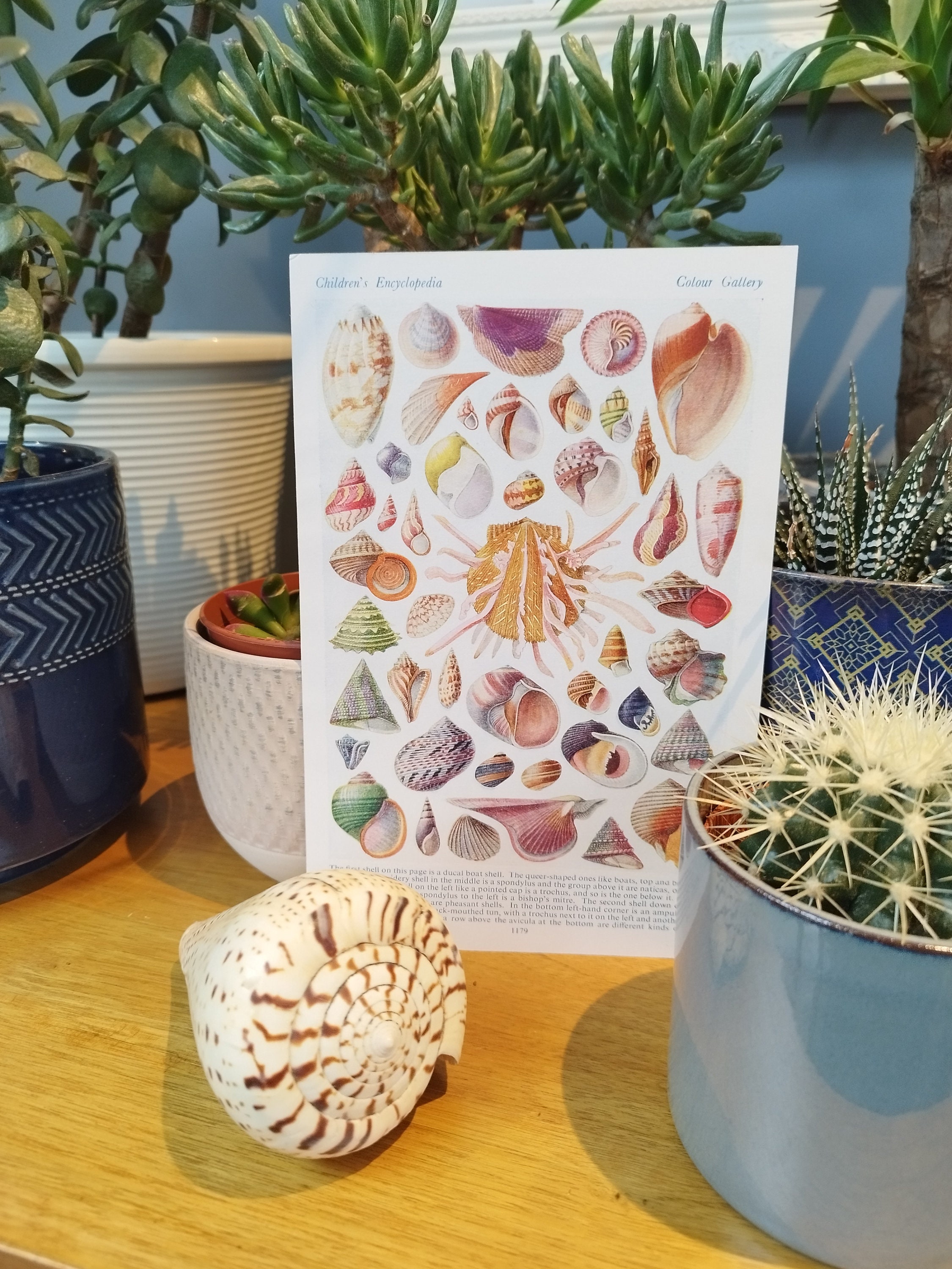 Vintage 1950s Sea Shells Lithograph: Children's Encyclopedia