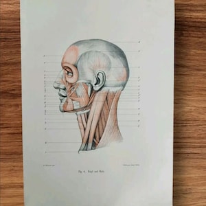 Echte antieke 1899 menselijk gezicht en nek schedel en spierstructuur profiel boekillustratie foto, spieranatomie anatomische kunst aan de muur