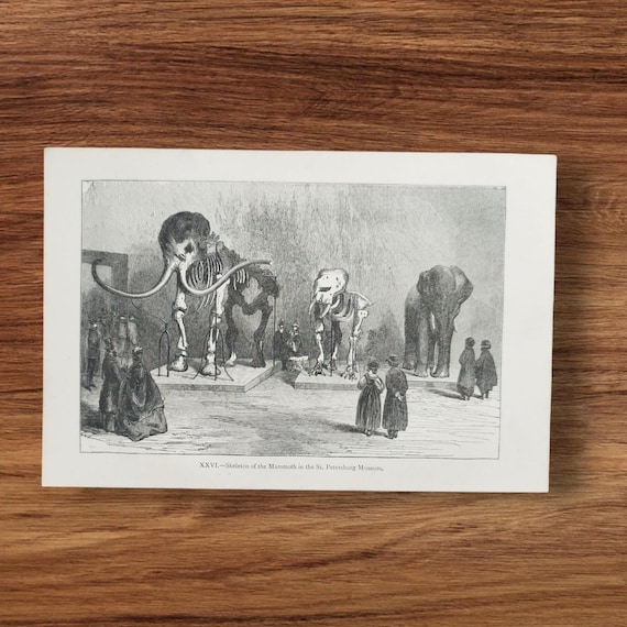 Original Antique 1870 the Woolly Mammoth Skeleton in Victorian