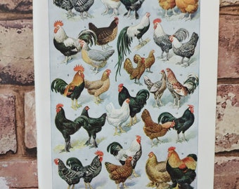 Genuine Antique 1920s Fowl common varieties and fancy breeds of Poultry Chickens Roosters Cockerell British and foreign birds book page art
