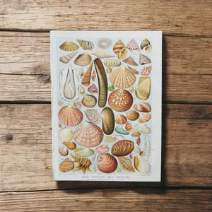 May include: A vintage print showcasing a variety of seashells in tan, brown, and pink hues, set against a light blue backdrop. The print includes the text "OUR BRITISH SEA SHELLS". The print is displayed on a wooden surface.