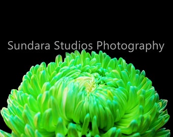 Gorgeous Green Chrysanthemum Image