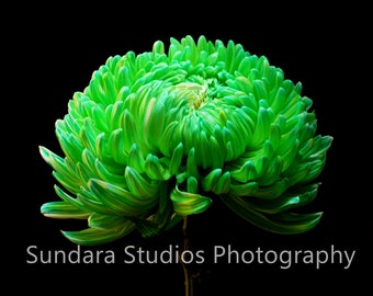 Green Chrysanthemum Flower Image