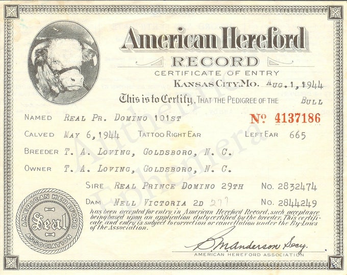 Hereford Registration Certificate Etsy