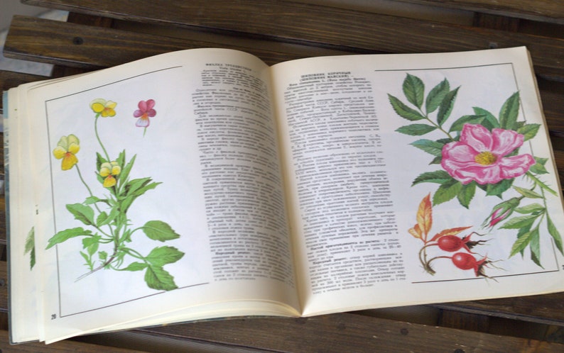 Livre de plantes médicinales dessins botaniques vintage | Etsy