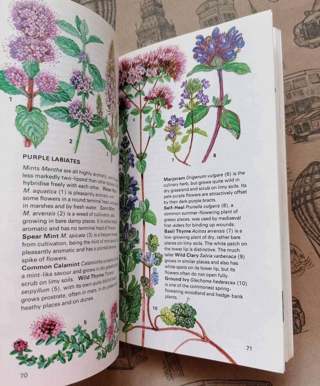 Vintage botanical book Wildflowers of Britain and Northern 