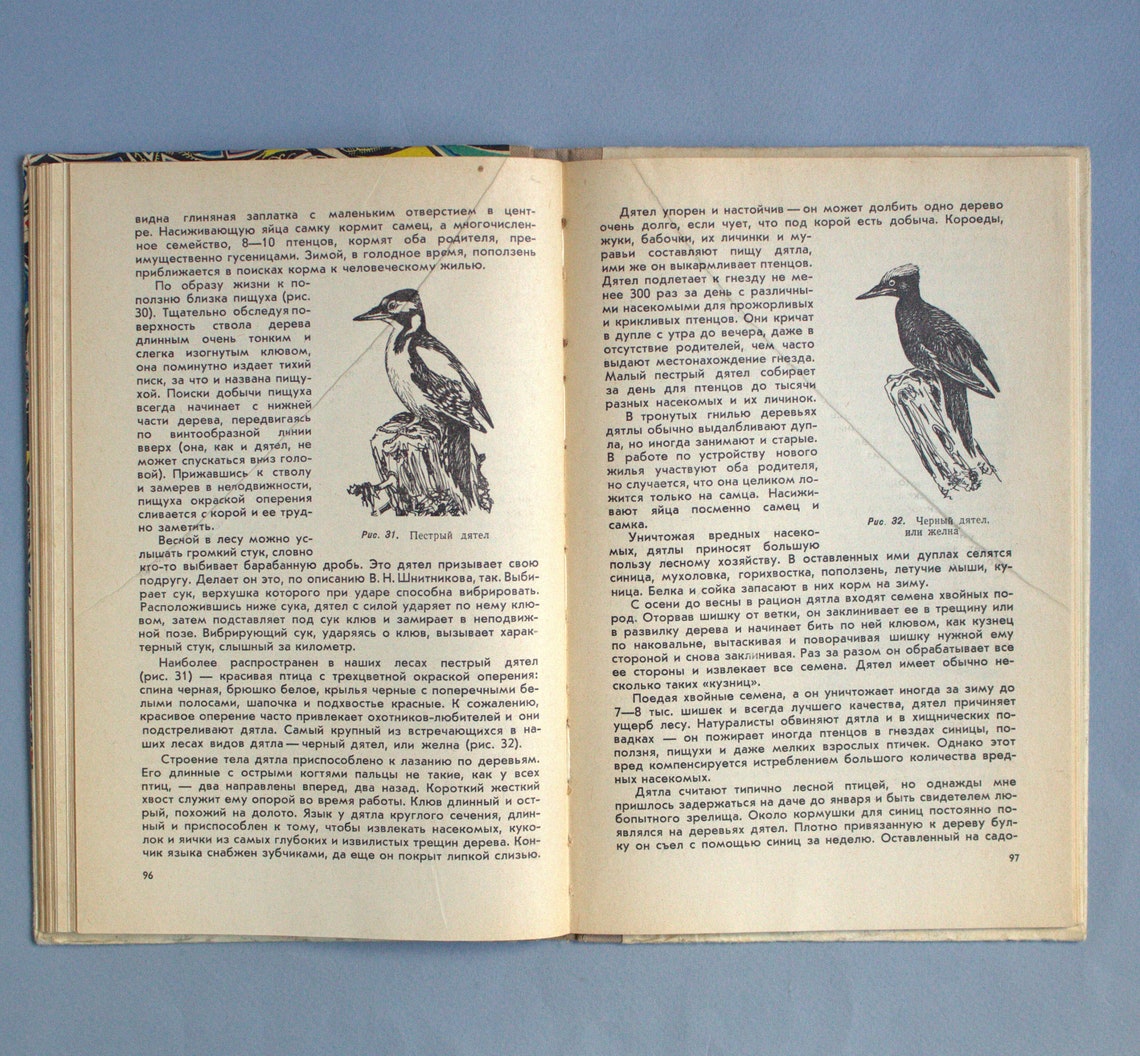 Nature book for kid Wildlife biology Vintage botanical book Etsy
