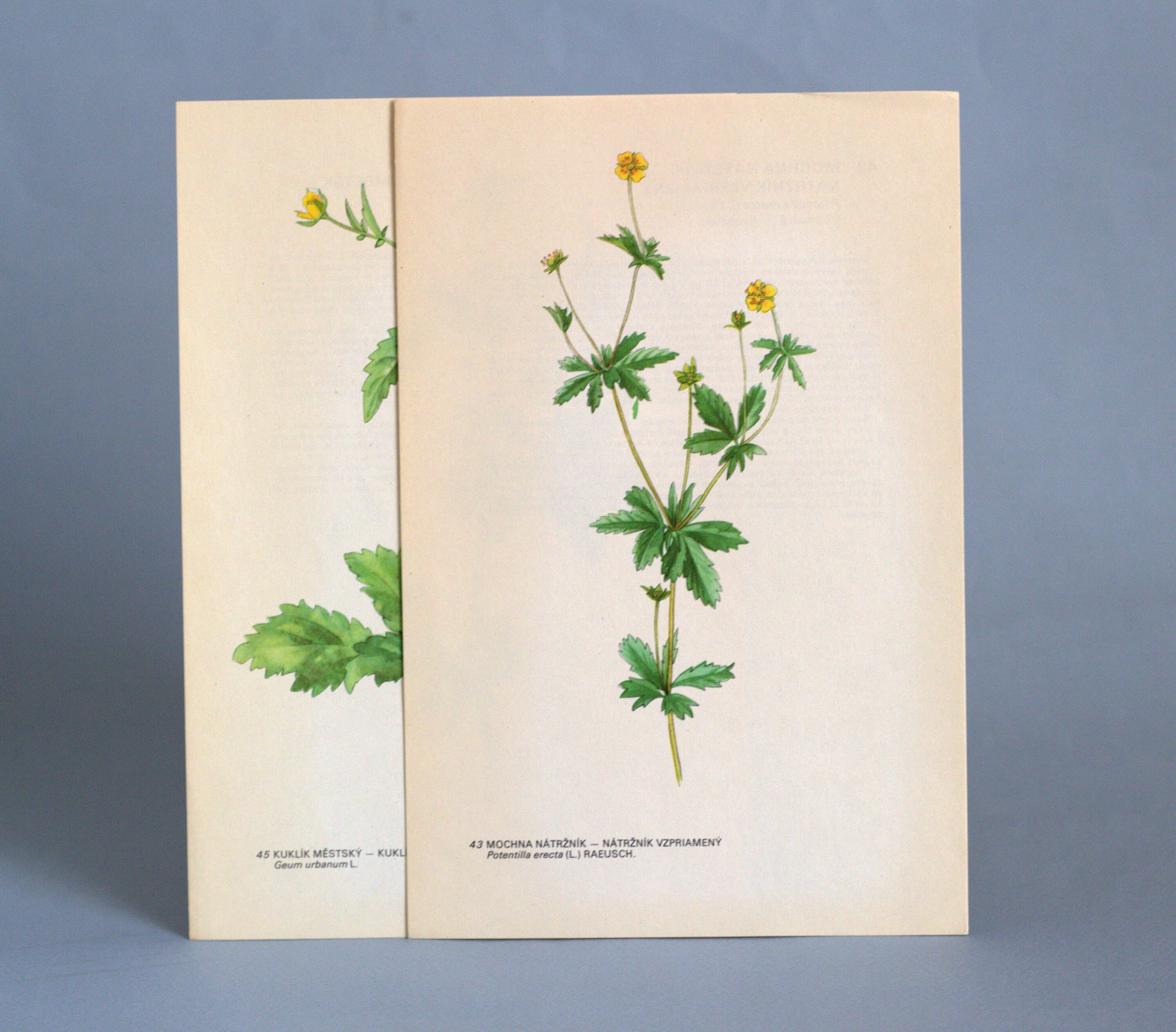 Vintage botanical print set of 2 Watercolour biology posters | Etsy