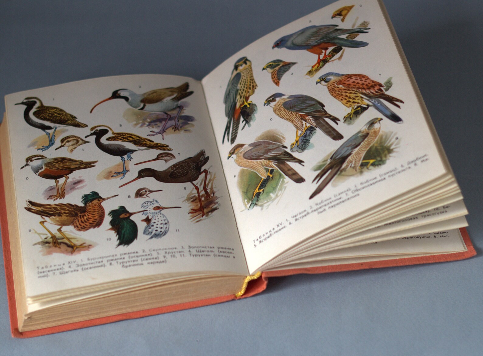 Antique bird book Ornithology Russian books Vintage | Etsy
