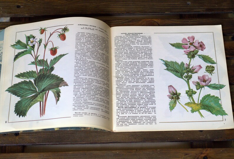 Livre de plantes médicinales dessins botaniques vintage | Etsy