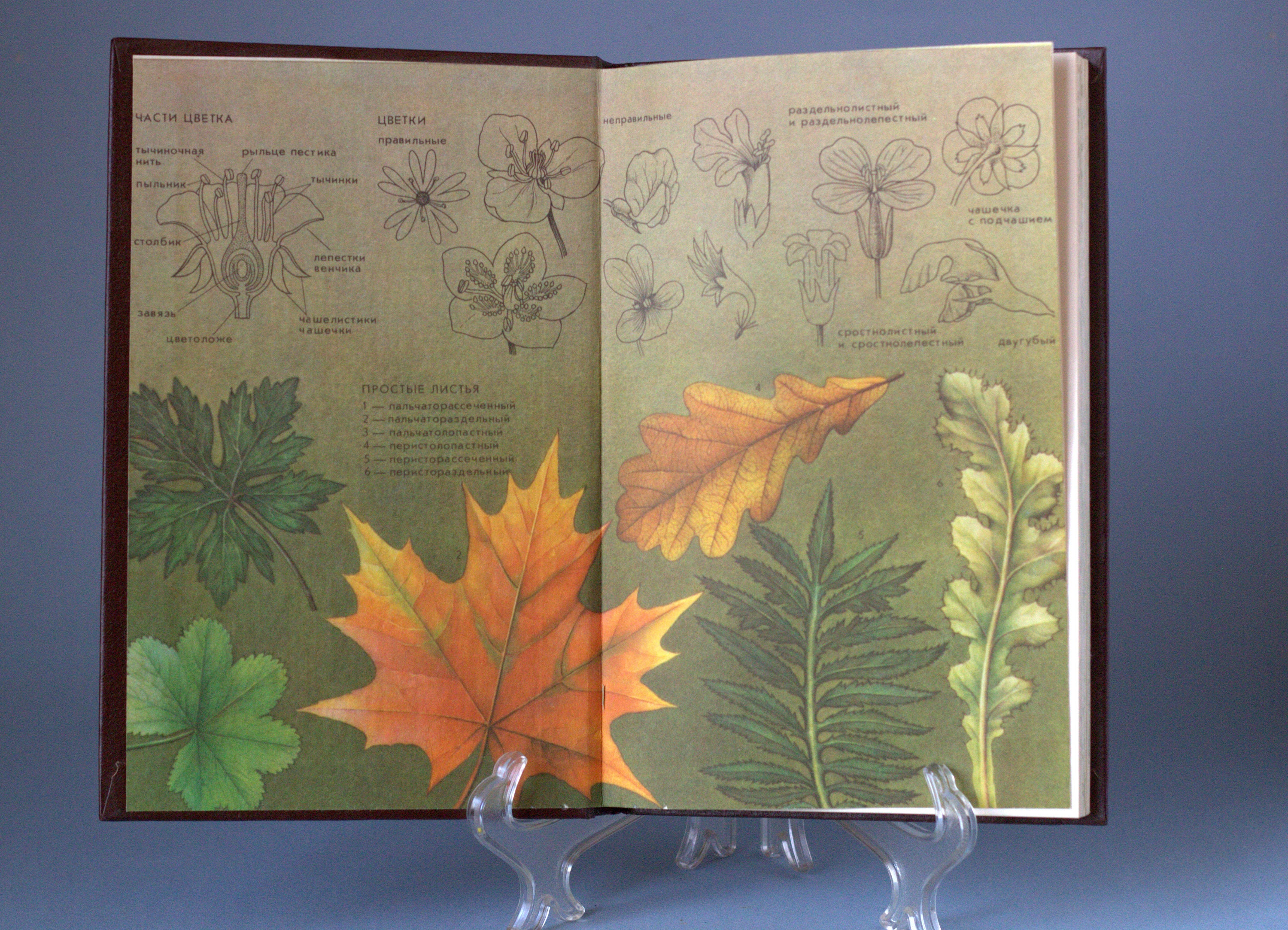 Medicinal Herbs Botanical Book Vintage Nature Books Plant Etsy