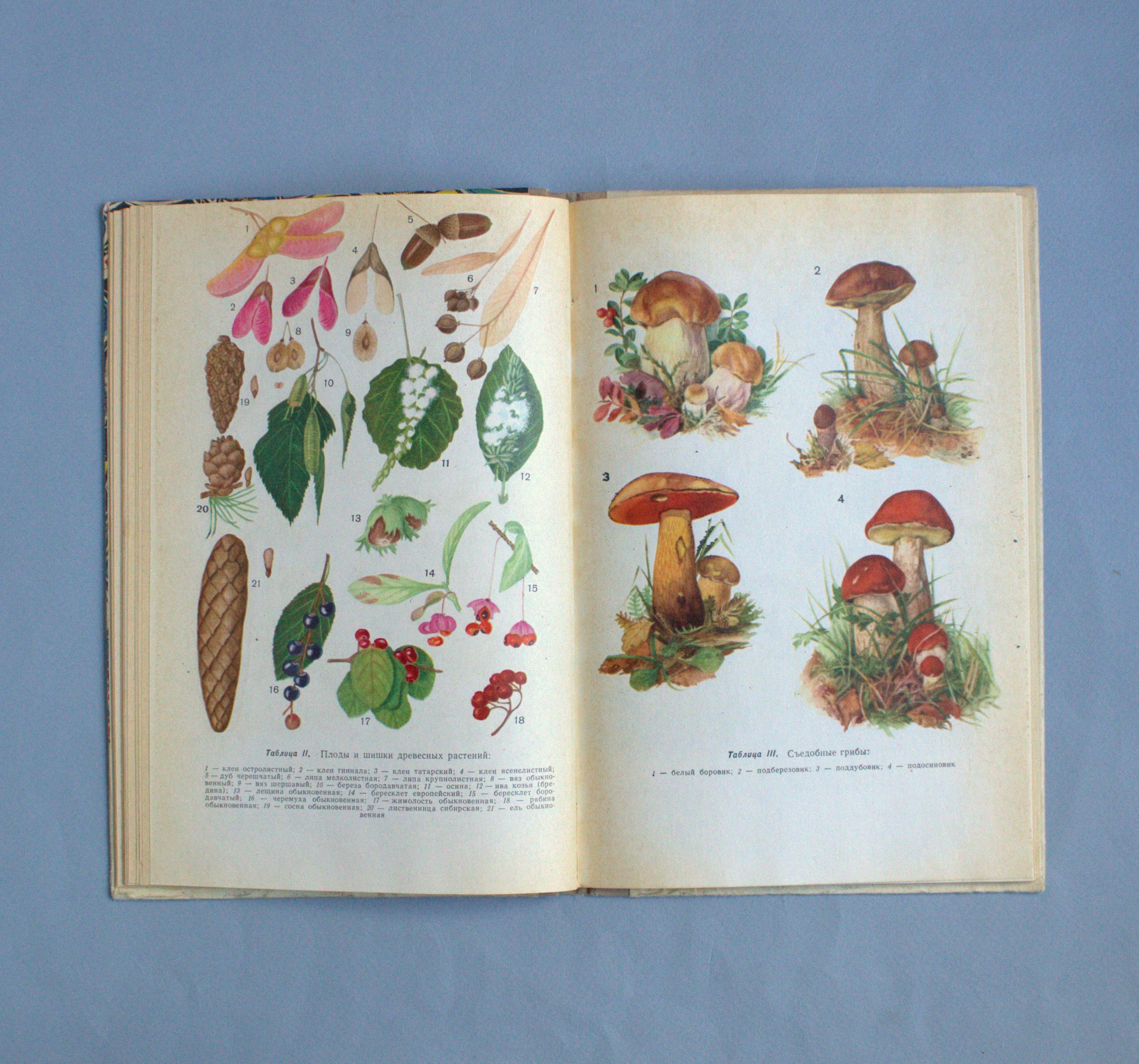 Nature book for kid Wildlife biology Vintage botanical book Etsy