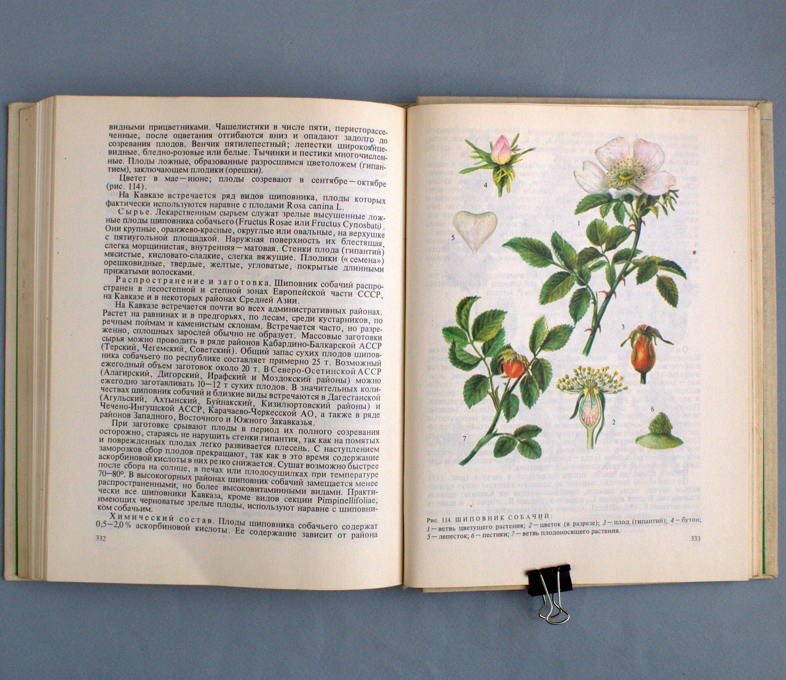 Medicinal herbs plant books Vintage botanical book Cottagecore Etsy