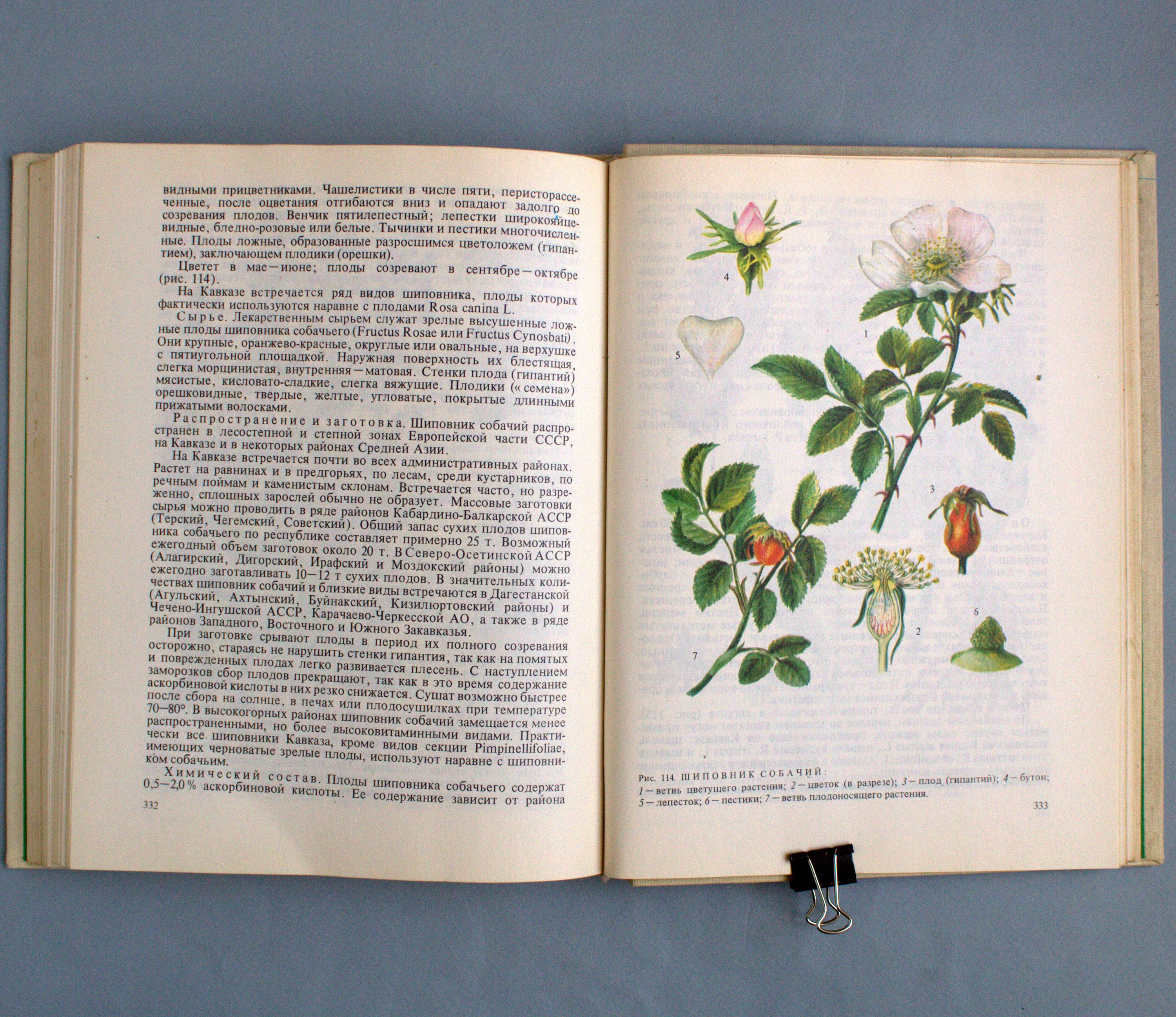 Medicinal herbs plant books Vintage botanical book Cottagecore Etsy