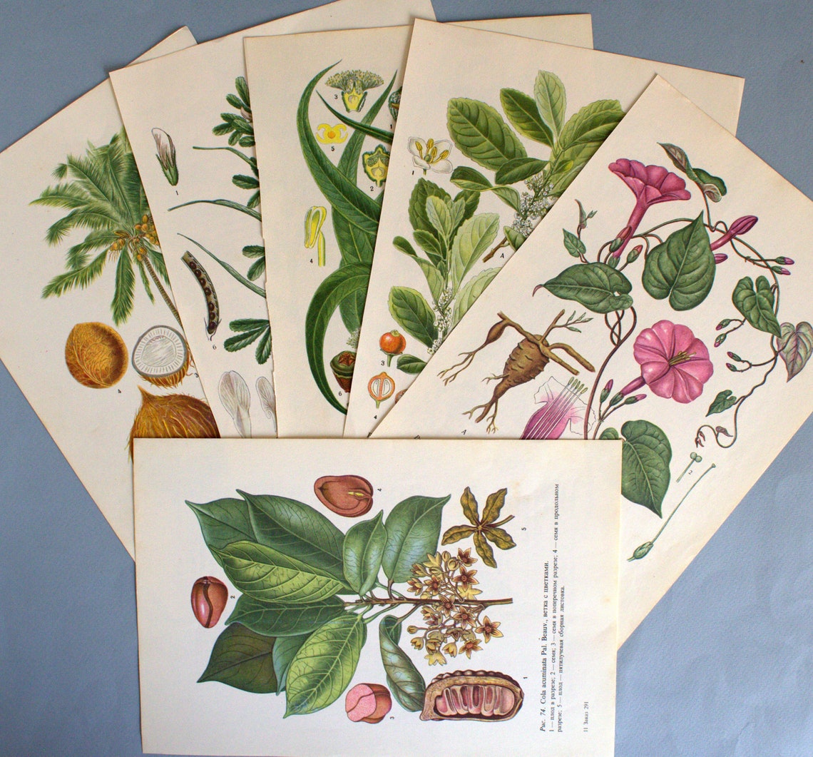 Botanical book plates vintage Floral ephemera pack of 15 Etsy