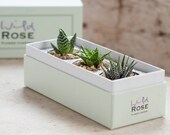 The Aloe Garden in a Beautifully crafted Gift Box
