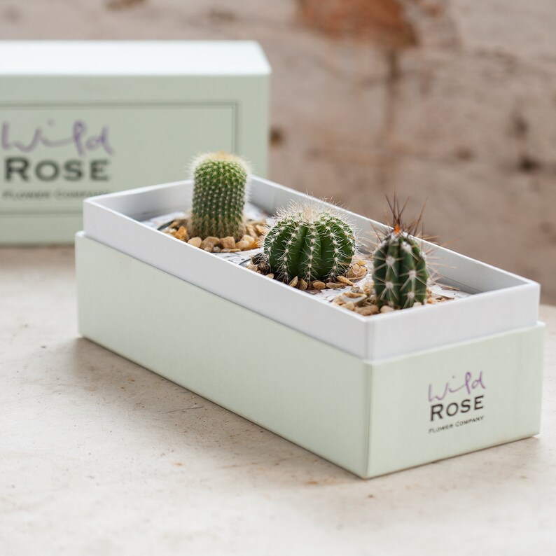 The Cacti Garden in a Beautifully Crafted Gift Box Etsy